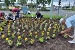 コスモス花植え
