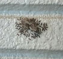 ふ化したばかりのマイマイガの幼虫