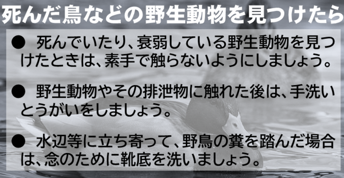 鳥インフルエンザについて