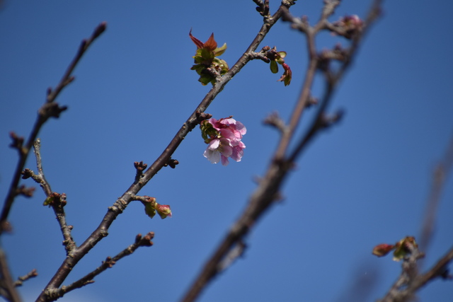 多和平で季節外れの桜が咲きました