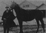 道庁貸付種馬ハクニュー号の写真
