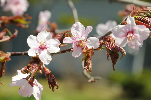 桜が咲きました(開発センターでの撮影)